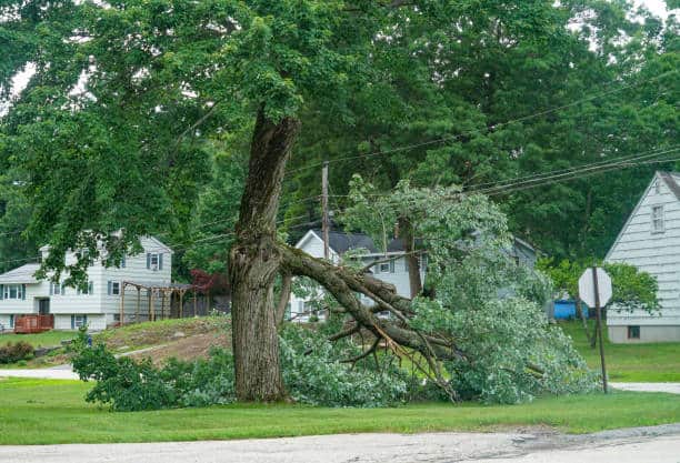 Tree Pruning and Health