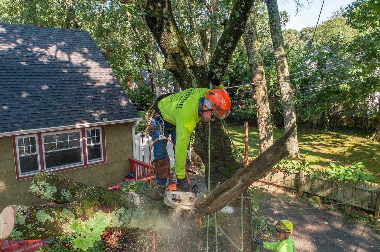 Kristian, founder and lead arborist